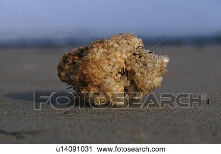 Eggs of whelk. UK View Large Photo Image Stock Image - Eggs of whelk. UK. Fotosearch
