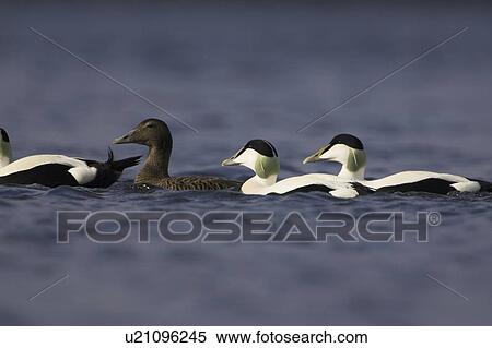 Eider Drake and female (Somateria mollissima) swimming together. Eiders raft together in winter, the males all squabbling together, preening, diving and flapping. Eiders come from all over to raft together, Scotland View Large Photo Image Stock Photography - Eider Drake and female (Somateria mollissima) swimming together. Eiders raft together in winter, the males all squabbling together, preening, diving and flapping. Eiders come from all over to raft together, Scotland. Fotosearch