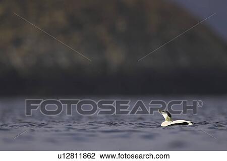 Stock Image - Eider Drake (Somateria mollissima) calling. Eiders raft together in winter, the males all squabbling together, preening, diving and flapping. Eiders come from all over to raft together, Scotland. Fotosearch