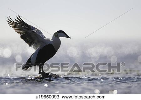 Stock Image - Eider Drake (Somateria mollissima) perched on rock, silhouetted against sun on water, flapping wings. Angus, Scotland, UK. Fotosearch