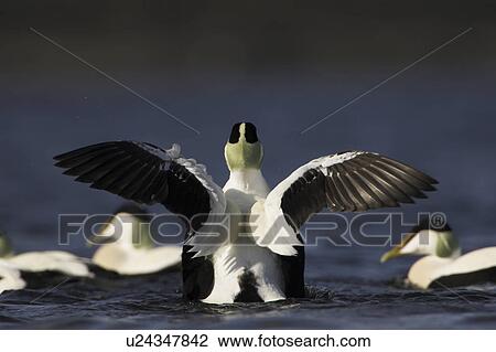 Eider Drake (Somateria mollissima) wing flapping, back facing in raft. Eiders raft together in winter, the males all squabbling together, preening, diving and flapping. Eiders come from all over to raft together, Scotland View Large Photo Image Stock Image - Eider Drake (Somateria mollissima) wing flapping, back facing in raft. Eiders raft together in winter, the males all squabbling together, preening, diving and flapping. Eiders come from all over to raft together, Scotland. Fotosearch