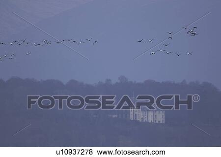 Eider duck (Somateria mollissima), male and female. Taking off from a winter raft and flying over hills and houses, Scotland, United Kingdom View Large Photo Image Stock Photo - Eider duck (Somateria mollissima), male and female. Taking off from a winter raft and flying over hills and houses, Scotland, United Kingdom. Fotosearch