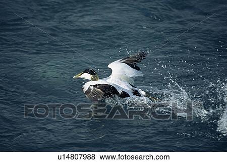 Stock Photo - Eider duck (Somateria mollissima) taking off, Jokulsarlon Glacial Lagoon, Iceland. Fotosearch