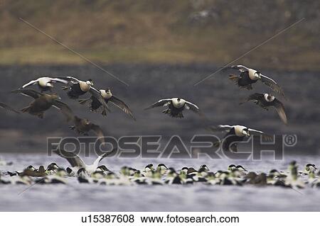 Stock Photo - Eider male and female (Somateria mollissima) flying into land in a raft. Eiders raft together in winter, the males all squabbling together, preening, diving and flapping. Eiders come from all over to raft together, Scotland. Fotosearch