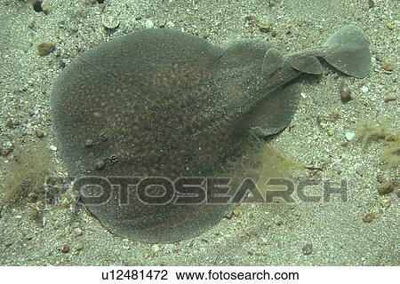 Electric Ray from above. UK View Large Photo Image Stock Image - Electric Ray from above. UK. Fotosearch