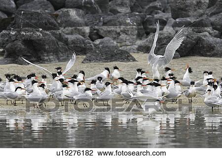 Stock Image - Elegant Terns (Sterna elegans) on Isla Rasa in the middle Gulf of California (Sea of Cortez), Mexico.. Fotosearch