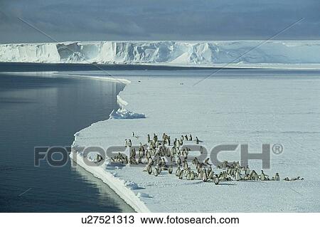 Stock Image - Emperor Penguins (Aptenodytes forsteri) A brood group of chicks assembled on sea ice while waiting for their parents to return with food from the open sea. South African SANAE base in Antarctica. Fotosearch