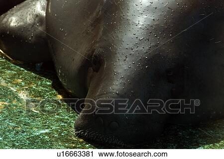 Stock Image - Endangered Amazon manatee, Trichechus inunguis, waiting for fresh water in a holding tank, Manaus, Amazonas, Brazil. Fotosearch