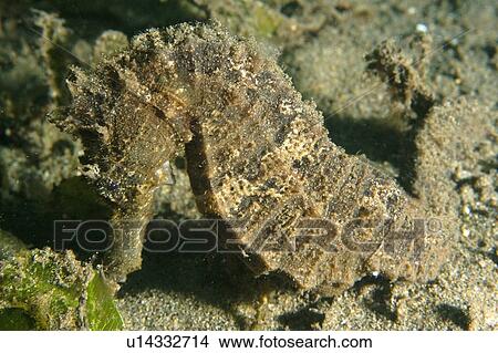Estuary seahorse, Hippocampus kuda, Masaplod, s, Philippines View Large Photo Image Picture - Estuary seahorse, Hippocampus kuda, Masaplod, s, Philippines. Fotosearch