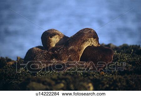 Picture - Eurasian river otter (Lutra lutra). Hebrides, Scotland. Fotosearch