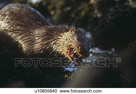 Stock Image - Eurasian river otter (Lutra lutra). Hebrides, Scotland. Fotosearch