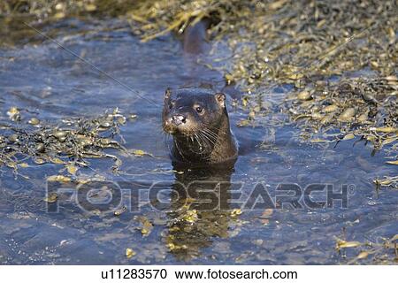 Stock Image - Eurasian river otter (Lutra lutra) foraging in and among the seaweed. Otters on Scotland's west coast and islands have adapted well to making a living in the marine environment. Hebrides, Scotland (rr). Fotosearch
