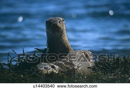 Stock Image - Eurasian river otter (Lutra lutra). Hebrides, Scotland. Fotosearch
