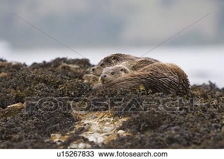 Stock Image - Eurasian river otter (Lutra lutra) mother and cub resting in seaweed. Hebrides, Scotland. Fotosearch