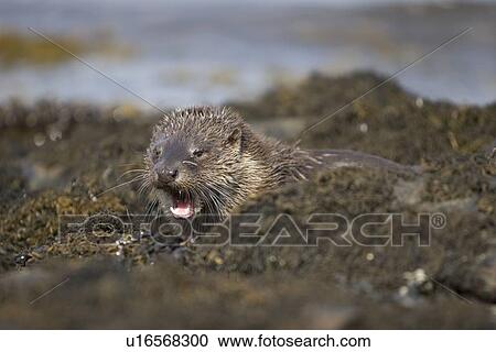 Eurasian river otter (Lutra lutra) resting in the seaweed and rocks. Otters spend a great deal of time resting, usually close to the water's edge or on rocks just offshore. This time is spent sleeping and preening fur etc. Notice the recent injuries su View Large Photo Image Stock Image - Eurasian river otter (Lutra lutra) resting in the seaweed and rocks. Otters spend a great deal of time resting, usually close to the water's edge or on rocks just offshore. This time is spent sleeping and preening fur etc. Notice the recent injuries su. Fotosearch