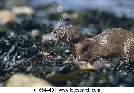 Eurasian river otter (Lutra lutra). Hebrides, Scotland View Large Photo Image Stock Image - Eurasian river otter (Lutra lutra). Hebrides, Scotland. Fotosearch