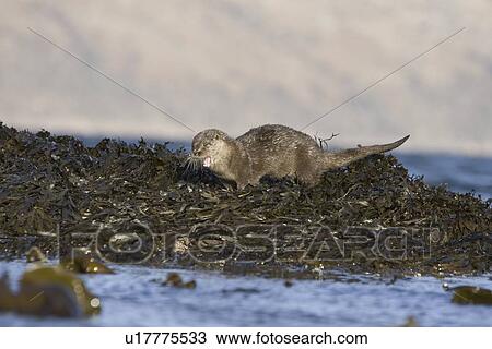 Stock Image - Eurasian river otter (Lutra lutra) sprainting on high point. The spraint is a method of marking territory and high points are a favoured location, even those washed by tides.. Fotosearch