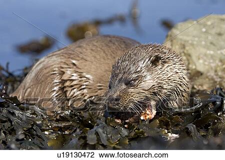 Eurasian river otter (Lutra lutra) eating fish, long-spined bullhead (Taurulus bubalis). Hebrides, Scotland View Large Photo Image Stock Image - Eurasian river otter (Lutra lutra) eating fish, long-spined bullhead (Taurulus bubalis). Hebrides, Scotland. Fotosearch
