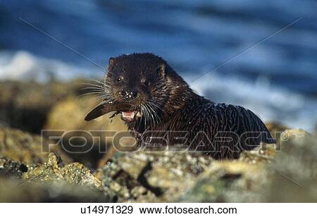 Eurasian river otter (Lutra lutra). Hebrides, Scotland View Large Photo Image Stock Photo - Eurasian river otter (Lutra lutra). Hebrides, Scotland. Fotosearch