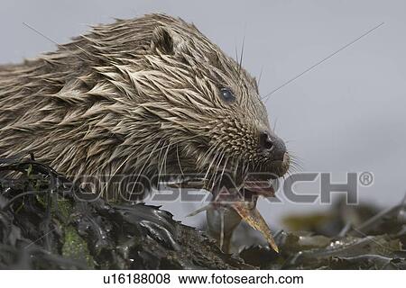 Eurasian river otter (Lutra lutra) eating fish. Otters have adapted well to the marine environment but require sources of fresh water to drink and to clean fur. Hebrides, Scotland View Large Photo Image Stock Photo - Eurasian river otter (Lutra lutra) eating fish. Otters have adapted well to the marine environment but require sources of fresh water to drink and to clean fur. Hebrides, Scotland. Fotosearch