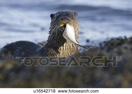 Eurasian river otter (Lutra lutra) eating flatfish. Hebrides, Scotland View Large Photo Image Stock Photo - Eurasian river otter (Lutra lutra) eating flatfish. Hebrides, Scotland. Fotosearch