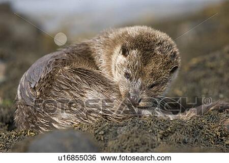 Eurasian river otter (Lutra lutra) resting in the seaweed and rocks. Otters spend a great deal of time resting, usually close to the water's edge or on rocks just offshore. This time is spent sleeping and preening fur etc. Notice the recent injuries su View Large Photo Image Stock Photograph - Eurasian river otter (Lutra lutra) resting in the seaweed and rocks. Otters spend a great deal of time resting, usually close to the water's edge or on rocks just offshore. This time is spent sleeping and preening fur etc. Notice the recent injuries su. Fotosearch