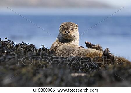 Stock Photography - Eurasian river otter (Lutra lutra) resting on seaweed. Otters spend a great deal of time resting ashore, usually near to the water's edge. This time is spent sleeping and preening fur etc. Visits ashore may also be to find fresh water to drink. Hebrid. Fotosearch