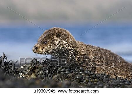 Stock Photography - Eurasian river otter (Lutra lutra) resting on seaweed. Otters spend a great deal of time resting ashore, usually near to the water's edge. This time is spent sleeping and preening fur etc. Visits ashore may also be to find fresh water to drink. Hebrid. Fotosearch