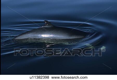 Stock Photo - Even in conditions with little visibility, the white flipper band of a Minke whale (Balaenoptera acutorostrata) shines through the water of the St. Lawrence estuary, Canada. Fotosearch