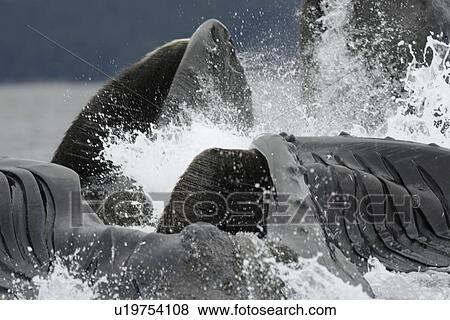 Extremely close up look at adult humpback whales (Megaptera novaeangliae) cooperatively bubble-net feeding in Freshwater Bay on Chichagof Island in Southeast Alaska, USA. Pacific Ocean. This event lasted over three hours with as many as 16 whales and as f View Large Photo Image Stock Photo - Extremely close up look at adult humpback whales (Megaptera novaeangliae) cooperatively bubble-net feeding in Freshwater Bay on Chichagof Island in Southeast Alaska, USA. Pacific Ocean. This event lasted over three hours with as many as 16 whales and as f. Fotosearch