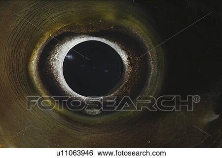 Eye Close Up (Species unknown) (rr) View Large Photo Image Stock Photograph - Eye Close Up (Species unknown) (rr). Fotosearch