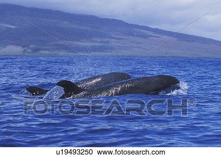 False-killer Whale pair (Pseudorca crassidens) surfacing in the AuAu Channel, Maui, Hawaii. Pacific Ocean. View Large Photo Image Stock Image - False-killer Whale pair (Pseudorca crassidens) surfacing in the AuAu Channel, Maui, Hawaii. Pacific Ocean.. Fotosearch