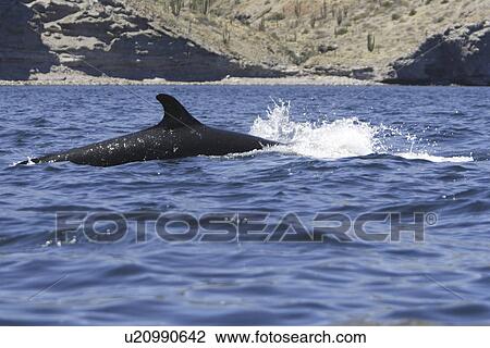 False-killer whale (Pseudorca crassidens) power-lunging off Isla San Esteban in the midriff region of the Gulf of California (Sea of Cortez), Mexico. This animal is a member of the blackfish group, commonly called a whale, but in the family Delphinidae (d View Large Photo Image Stock Image - False-killer whale (Pseudorca crassidens) power-lunging off Isla San Esteban in the midriff region of the Gulf of California (Sea of Cortez), Mexico. This animal is a member of the blackfish group, commonly called a whale, but in the family Delphinidae (d. Fotosearch