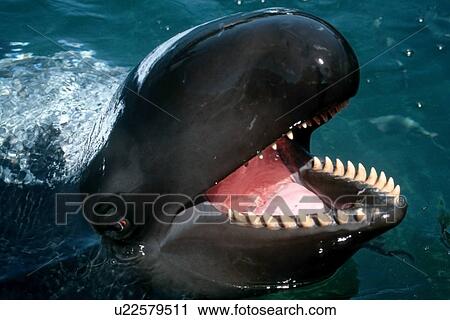 False killer whale, Pseudorca crassidens, with sunscreen, Marine mammal research centre, Hawaii Institute of Marine Biology, Oahu, Hawaii View Large Photo Image Stock Image - False killer whale, Pseudorca crassidens, with sunscreen, Marine mammal research centre, Hawaii Institute of Marine Biology, Oahu, Hawaii. Fotosearch