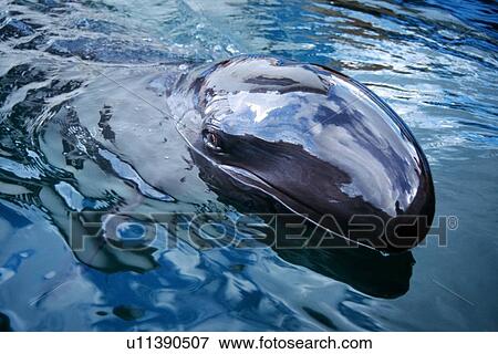 Stock Photo - False killer whale, Pseudorca crassidens, Oahu, Hawaii (N. Pacific). Fotosearch