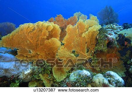 Fan coral, Subergorgia sp., Namu atoll, Marshall Islands (N. Pacific) View Large Photo Image Stock Photo - Fan coral, Subergorgia sp., Namu atoll, Marshall Islands (N. Pacific). Fotosearch