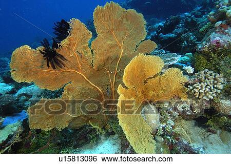 Stock Photograph - Fan Coral (Subergorgia sp. ) with black feather stars attached, Namu atoll, Marshall Islands (N. Pacific). Fotosearch