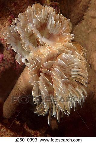 Feather Duster Worm (Species unknown) Babbacombe, Torquay, South Devon, UK View Large Photo Image Stock Image - Feather Duster Worm (Species unknown) Babbacombe, Torquay, South Devon, UK. Fotosearch
