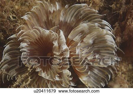 Feather Duster Worm (Species unknown) Babbacombe, Torquay, South Devon, UK View Large Photo Image Stock Photo - Feather Duster Worm (Species unknown) Babbacombe, Torquay, South Devon, UK. Fotosearch