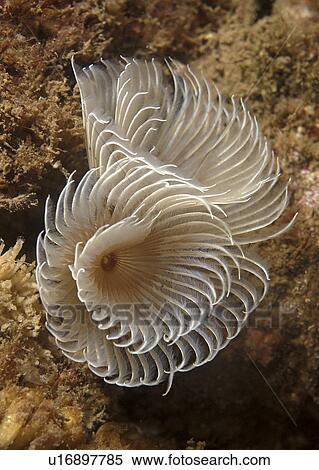 Stock Photography - Feather Duster Worm (Species unknown) Babbacombe, Torquay, South Devon, UK (rr). Fotosearch