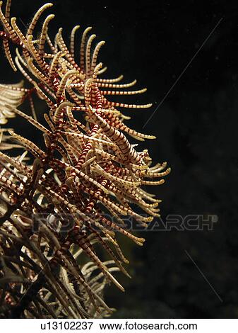 Stock Photo - Feather Star Shrimp (Periclimenes ceratophthalmus) hiding perfectly in it's like-colour feather star. Bohol. Philippines. Taken 2007. Fotosearch