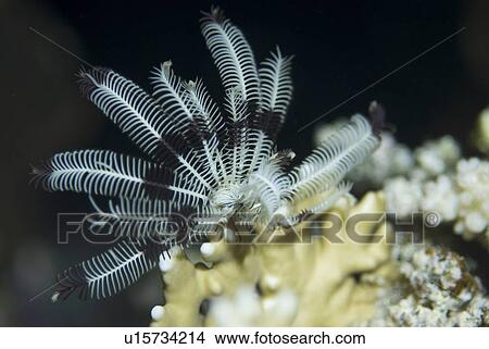 Picture - Feather Starfish (Lamprometra klunzingeri), view with arms extended and resting on yellow fire coral, Red Sea. Egypt.. Fotosearch
