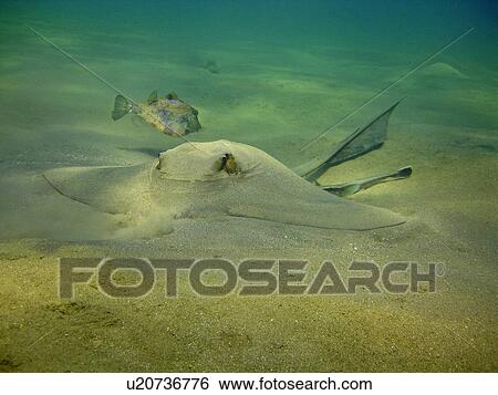 Stock Photograph - Feathertail stingray (Pastinachus sephen) feeding in the sand. Na'ama Bay, Sharm El Sheikh, South Sinai, Red Sea, Egypt.. Fotosearch