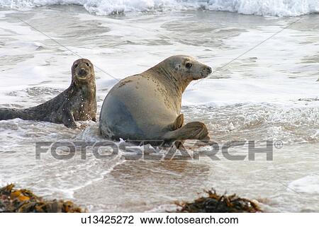 Stock Image - Female Atlantic grey seal (Halichoerus grypu) with her pup. NE Scotland . Fotosearch