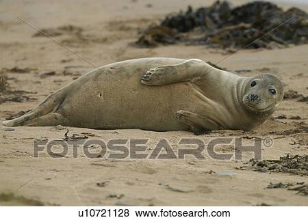 Stock Photo - Female Atlantic grey seal (Halichoerus grypu) at haul out site. NE Scotland. Fotosearch