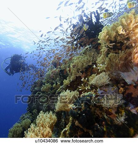 Stock Photograph - Female scuba diver explores coral reef, Verde Island, Philippines. Fotosearch