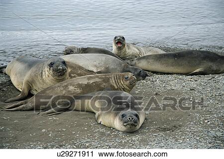 Female Southern elephant seals (Mirounga leonina) resting on beach, South Georgia View Large Photo Image Stock Image - Female Southern elephant seals (Mirounga leonina) resting on beach, South Georgia. Fotosearch