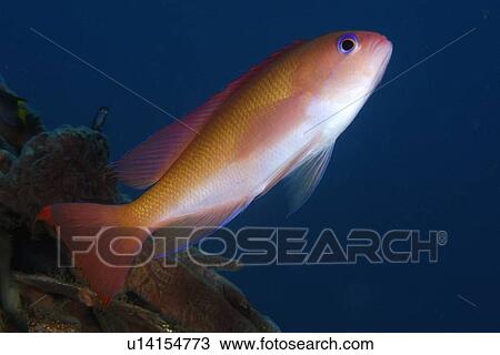 Stock Image - Female stocky anthias, Pseudanthias hypselosoma, Cars, Dumaguete, s Island, Philippines. Fotosearch