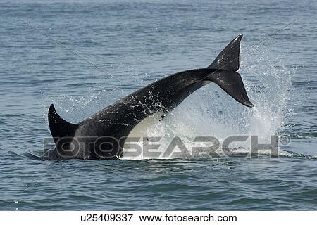 Female transient killer whale (orcinus orca) tail slap, tail lob, fluking, National marine sanctuary, Monterey bay, California Pacific ocean, USA. View Large Photo Image Stock Photo - Female transient killer whale (orcinus orca) tail slap, tail lob, fluking, National marine sanctuary, Monterey bay, California Pacific ocean, USA.. Fotosearch