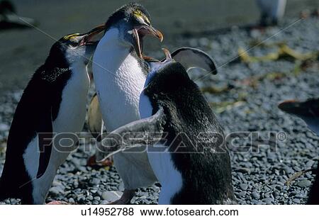 Stock Photo - Fighting young Royal Penguins (Eudyptes Schlegeli). Sandy Bay, Macquarie Island, Subantarctic Australia.. Fotosearch